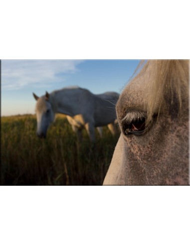 Photographie sur Dibond À commander