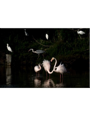 Flamants roses en clair-obscur 1 le concept de la Pate a emporter 